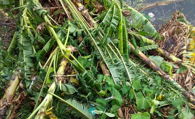 amphan cyclone damage, super cyclone Amphan badly damaged trees in our area,trees fallen during the cyclonic storm at Kolkata, West Bengal, India