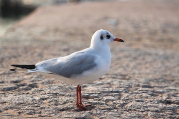 portrait of a common seagull.