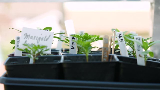 Tomato seedling zooming out to reveal rows of vegetable seedlings in a backyard greenhouse.  