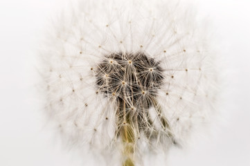 Fluffy dandelion with seed. Close up.