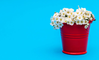 Small white flowers in small red bucket. Space for text. Background for greeting card.