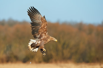 White-tailed eagle (Haliaeetus albicilla)
