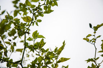 Worm eye view in the garden, Chilli tree in the sky background.