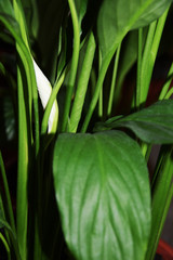 A close-up of a house flower spathiphyllum or “female happiness” only blooms and releases a white flower.