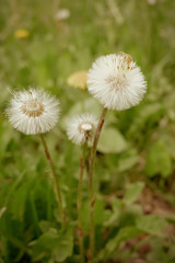 dandelions in the meadow