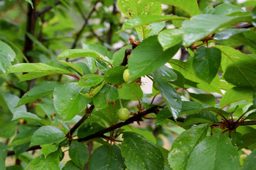 Among the green foliage visible green fruits, cherries. Green cherry after rain, drops of water on the fruits.