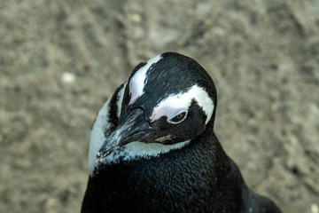 spectacled penguin walks around and carefully inspects his beach