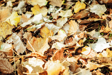 Dry fallen leaves of aspen and maple covered the ground. Nature, warm October, autumn