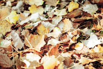 Dry fallen leaves of aspen and maple covered the ground. Nature, warm October, autumn