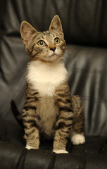 striped and white european shorthair cat