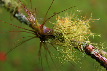 Closeup of lichen (Usnea Filipendula) and a parasite plant  in a tree branch. Photo taken in the morning with the dew drops.