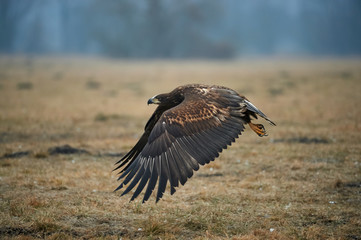 White-tailed eagle (Haliaeetus albicilla)