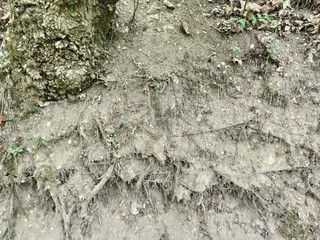Old roots and green moss plants on gray earth