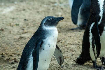 young penguin chicks learn adult life on family beach