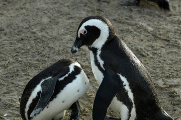 a pair of penguins and difficult relationships in the family