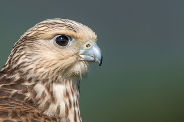 Híbido entre un halcón de Gerifalte (Falco rusticolus) y un halcón de Sacre (Falco cherrug)