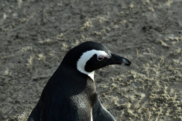 spectacled penguin walks around and carefully inspects his beach