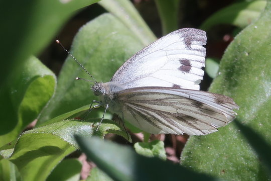Mariposa blanca con puntitos