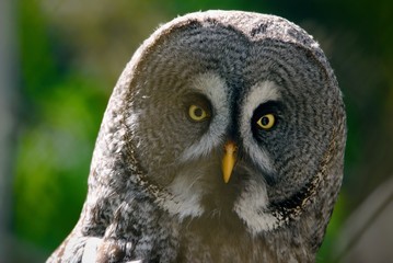 Obraz premium Great gray owl (Strix nebulosa)