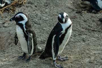 a pair of penguins and difficult relationships in the family