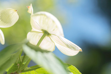 Close-up of the white Dogwood flower