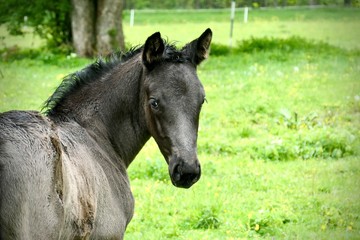 black foal and it's look back