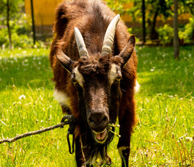 Goat with dandelions in the mouth, bright day goat grazes in the meadow, goat close-up on a blurred background.