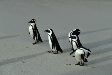 Fototapeta premium morning group penguin fitness training on their sandy beach