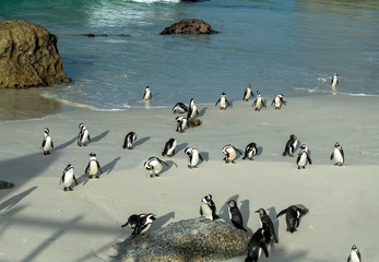 Fototapeta premium morning group penguin fitness training on their sandy beach