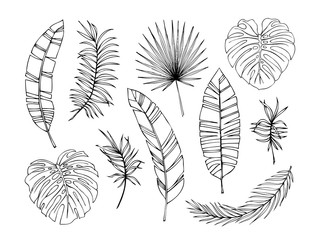 Set of tropical leaves. Drawing sketches of leaves. Vector illustration.