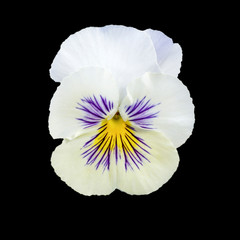 Fototapeta na wymiar Pansy flower or spring garden viola tricolor isolated on black background. Flower arrangement and floral design.