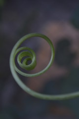 espiral 