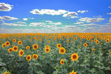 A field of sunflowers under a blue sky with white clouds.