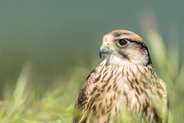 Halcón lanario (Falco biarmicus)