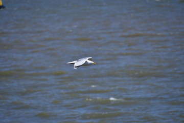 Fototapeta na wymiar Seagull rocketing above the sea