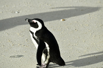 spectacled penguin walks around and carefully inspects his beach