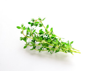 sprig of thyme isolated on white background