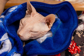 Bald cat Don Sphinx sleeping, wrapped in blue terry clothes. Selective focus