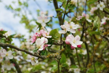 Apfelbaum im Frühling
