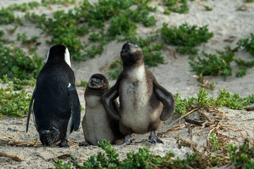 Penguin Penguin Raises His Screaming Chicks Waiting for Mom to Return