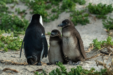 Penguin Penguin Raises His Screaming Chicks Waiting for Mom to Return
