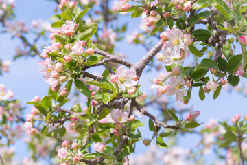 Apple blossoms on branch in orchard with blue sky background