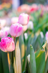 Selective focus. Abstract floral background macro delicate flowers pink and white tulip.