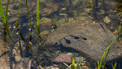 Kaulquappen im Teich