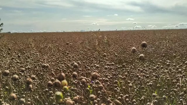 Agricultural field of flax before harvesting. White clouds on blue sky. Selective focus. Beautiful landscape. The theme of the production of clothing from plant materials.