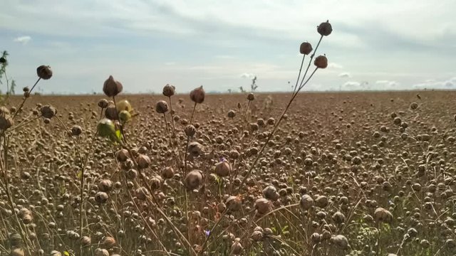 Agricultural field of flax before harvesting. White clouds on blue sky. Selective focus. Beautiful landscape. The theme of the production of clothing from plant materials.
