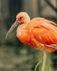 Colorful bird in a Nature reserve of Poços de Caldas. 