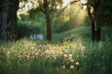 Summer magic flowers in beautiful light. Dandelion in the summertime at the sunset. Green grass in the morning. 