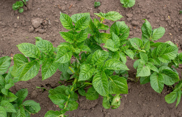 Green young potato bush, care of plants on the land, destruction of insect pests and weeds.