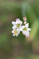 Macro photo of apple tree flowers on blurry background